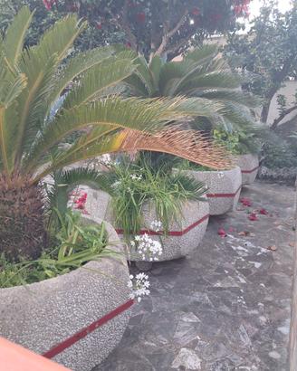 Arredo giardino; cycas adulte in vasi vintage