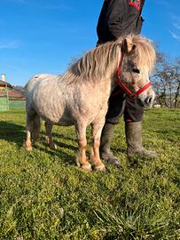Mini pony