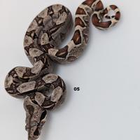 Serpenti BCI motley anery n6