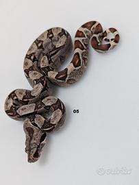 Serpenti BCI motley anery n6