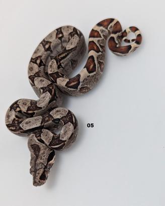 Serpenti BCI motley anery n6