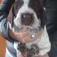 Spinone italiano con pedigree