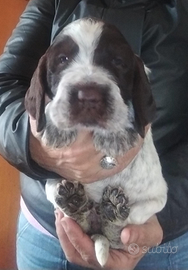 Spinone italiano con pedigree