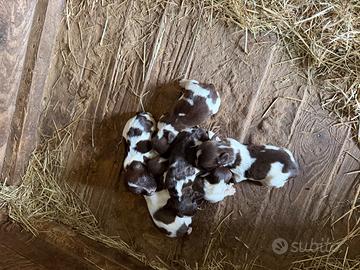 Springer Spaniel Inglesi