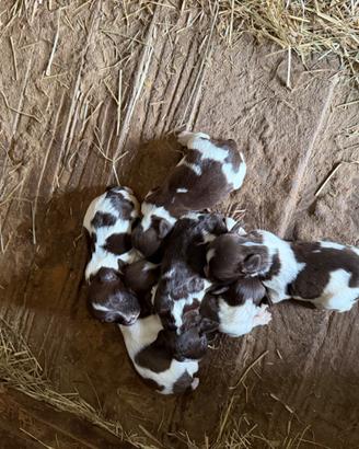 Springer Spaniel Inglesi