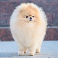 Volpino pomerania ACCOPPIAMENTO Crema TOY