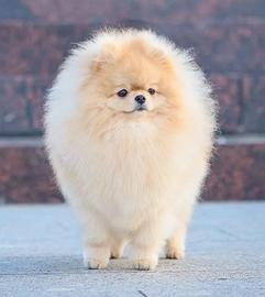 Volpino pomerania ACCOPPIAMENTO Crema TOY