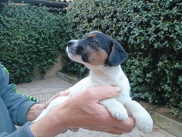 Cucciola di Jack Russell