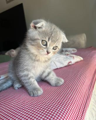 Gattini Scottish Fold e British Shorthair