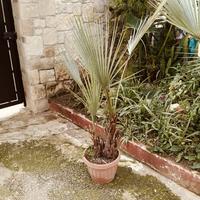 brahea armata con  doppio fusto.