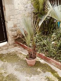 brahea armata con  doppio fusto.