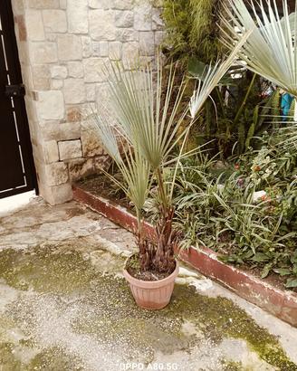 brahea armata con  doppio fusto.