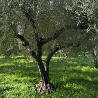 Ulivi