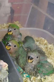 Pulli inseparabili roseicollis allevati a mano