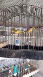 Canarini Razza Spagnola