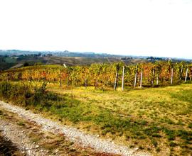 41 pertiche di vigneti Doc a Ziano Piacentino