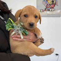 Cane cucciolo adotta labrador meticcio