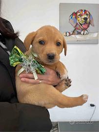 Cane cucciolo adotta labrador meticcio