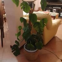 pianta monstera