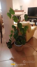 pianta monstera