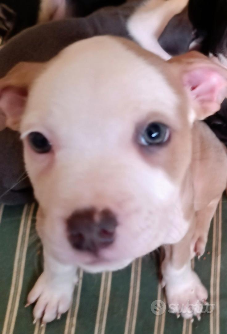 american Pitbull terrie - Animali In vendita a Roma