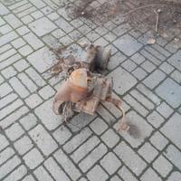 motore iso milano 