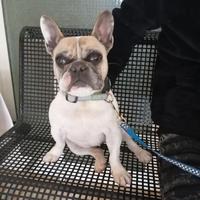 Bulldog francese