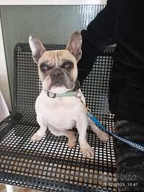 Bulldog francese