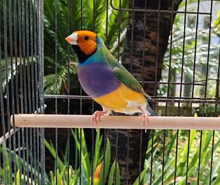 Diamanti di Gould ALL'APERTO tutto l'anno