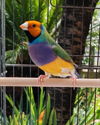 Diamanti di Gould ALL'APERTO tutto l'anno