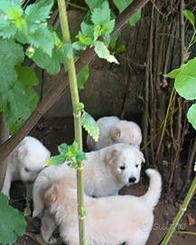 Cuccioli Pastore Maremmano