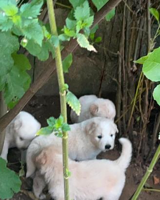 Cuccioli Pastore Maremmano