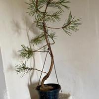 Bonsai pino