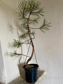 Bonsai pino