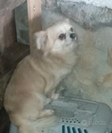 Chihuahua