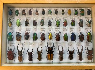 Rara Cassetta Entomologica Storica