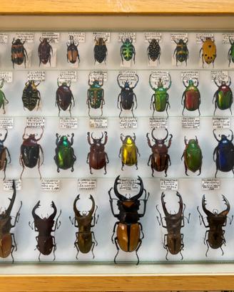 Rara Cassetta Entomologica Storica