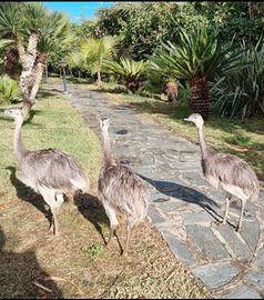 Nandù - Rhea americana