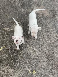 Femmine dogo argentino