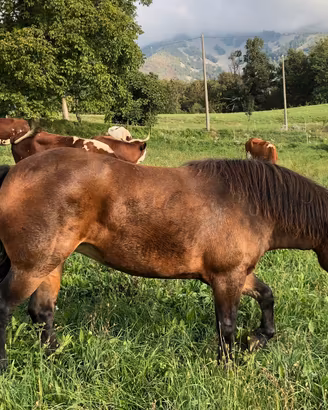 Cavalla di tre anni