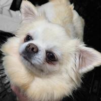 Chihuahua fattrice