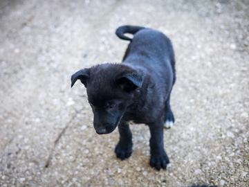 Cucciolo Pastore tedesco/Labrador