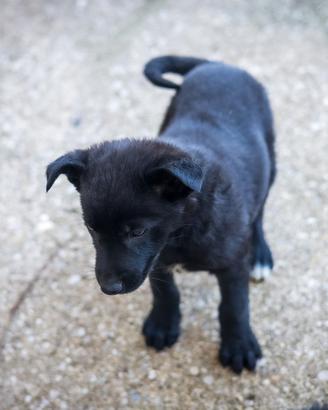 Cucciolo Pastore tedesco/Labrador