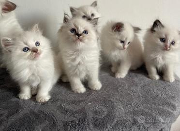 Ragdoll cuccioli