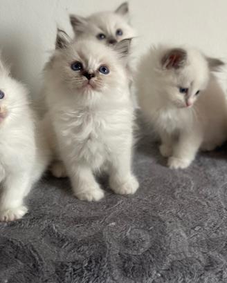 Ragdoll cuccioli