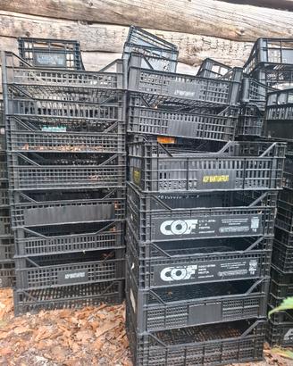 cassette in plastica per frutta e verdura 