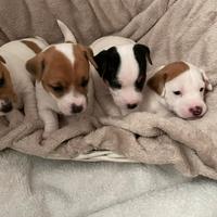 Cuccioli di Jack Russell