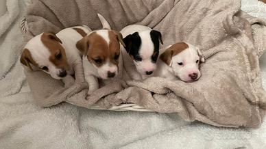 Cuccioli di Jack Russell
