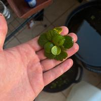 Potature per acquario