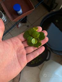 Potature per acquario